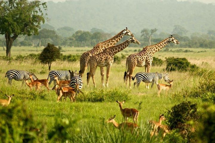 Safari slide 1