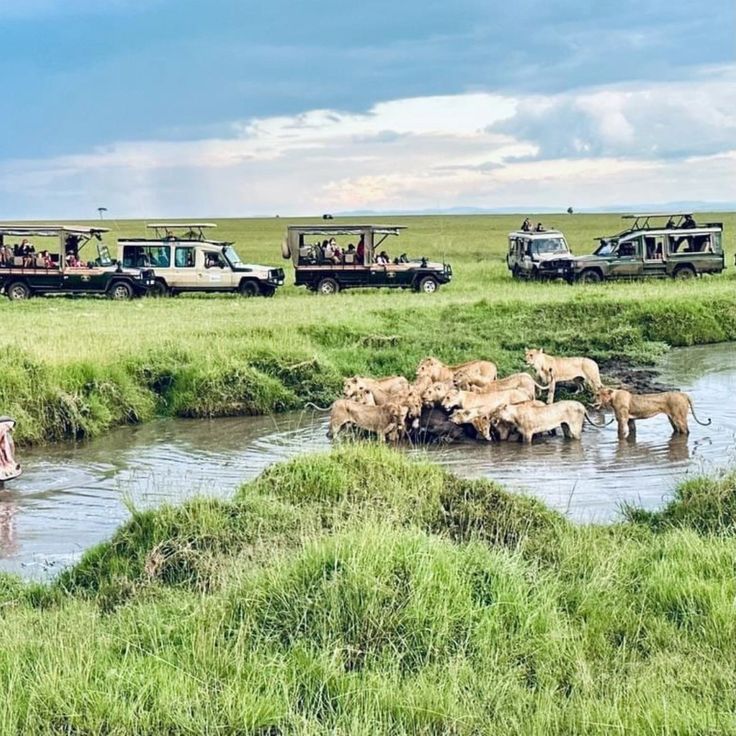 Safari slide 1