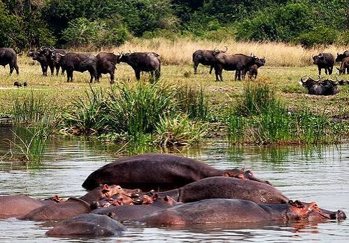 Top 07 Reasons Why Uganda Should Be Your Next African Safari Destination