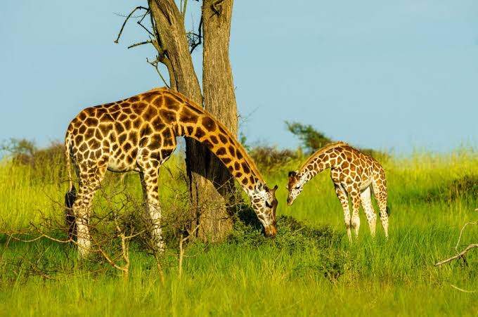 Ultimate Guide to Gorilla Trekking in Uganda: Everything You Need to Know Before Your Adventure